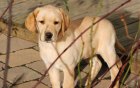 g_wurf_4_welpen-037.jpg